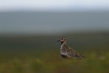 The Arctic is greening, bird populations are declining: Is there a link?